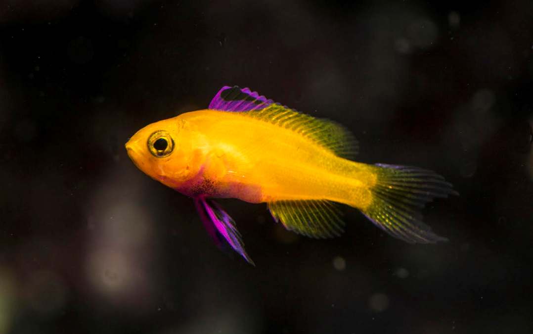 Gramma Dejongi and Rainfordia Opercularis – Special MACNA Show Price!