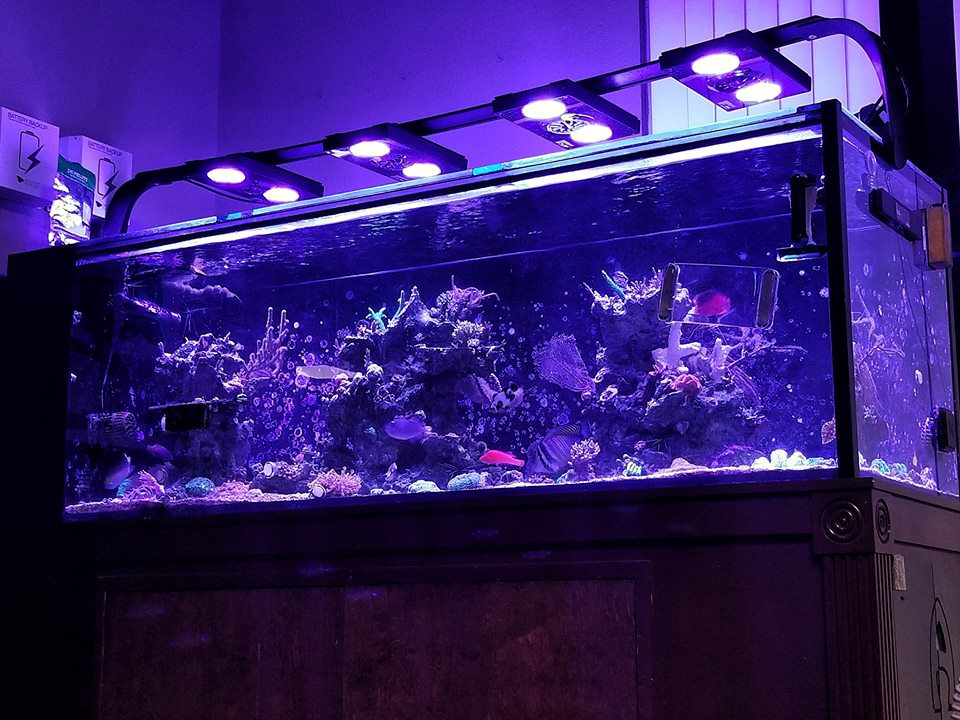 reef tank