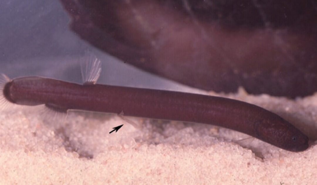 An Entirely New Family Of Fish Was Just Discovered!