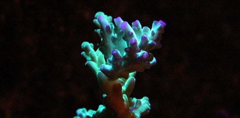 Corals After Dark!