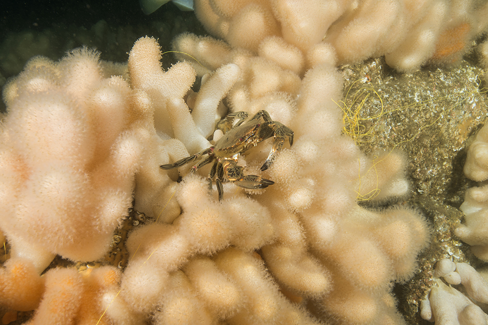 velvet swimming crab