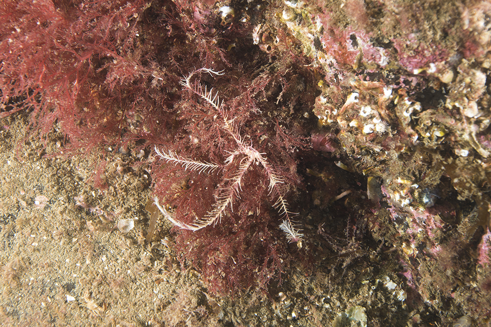 feather star