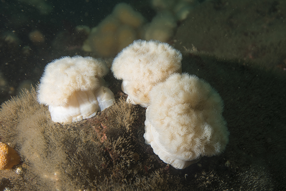 plumose anemone