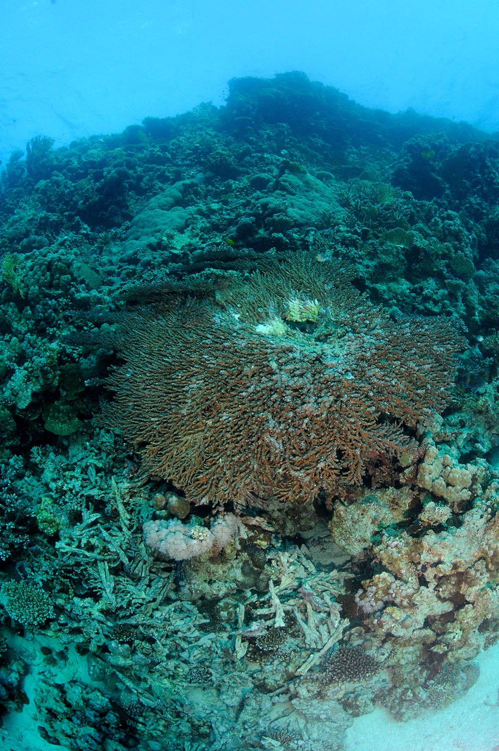 coral reef rubble