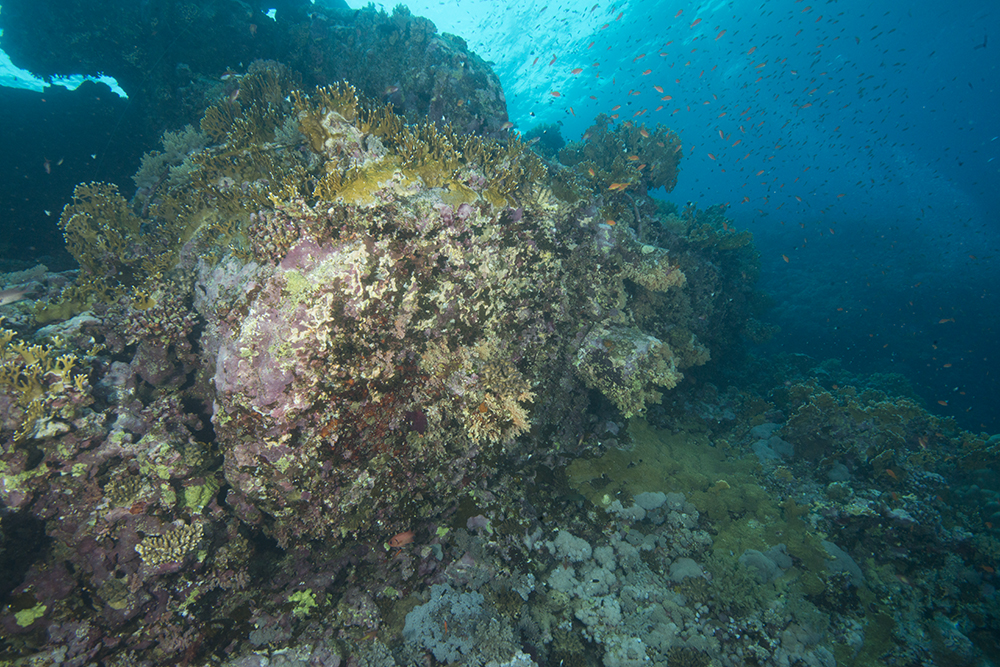 shipwreck reef