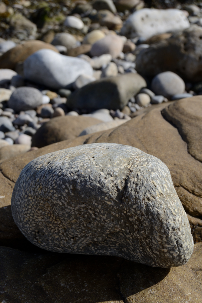 What Does a Fossilized Reef Look Like?