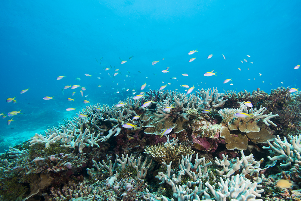 reef coral fish