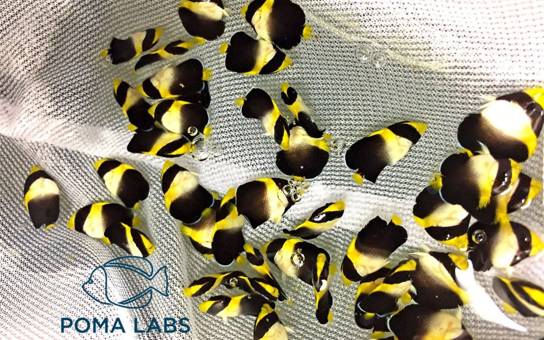 MACNA 2017: Poma Labs Captive Bred Angelfish