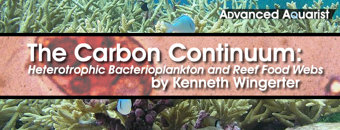 The Carbon Continuum: Heterotrophic Bacterioplankton and Reef Food Webs