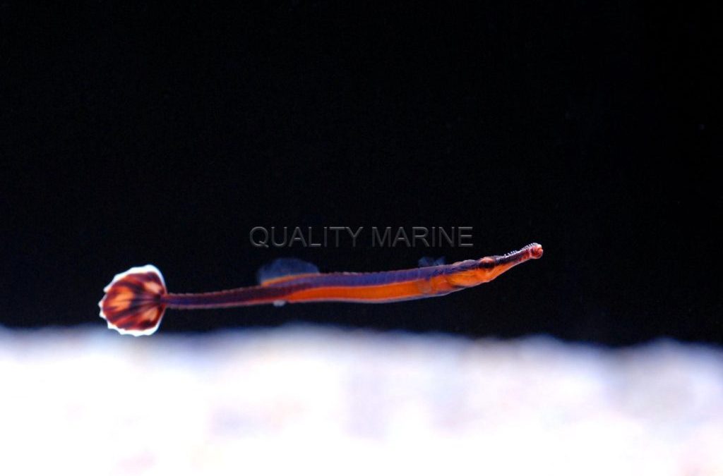 Quality Marine Receives Aquacultured Bluestripe Pipefish (Doryrhamphus excisus)