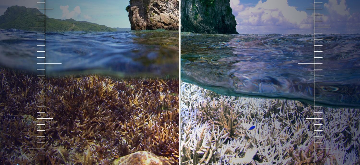 Chasing Coral: coming to a medium-sized screen near you!