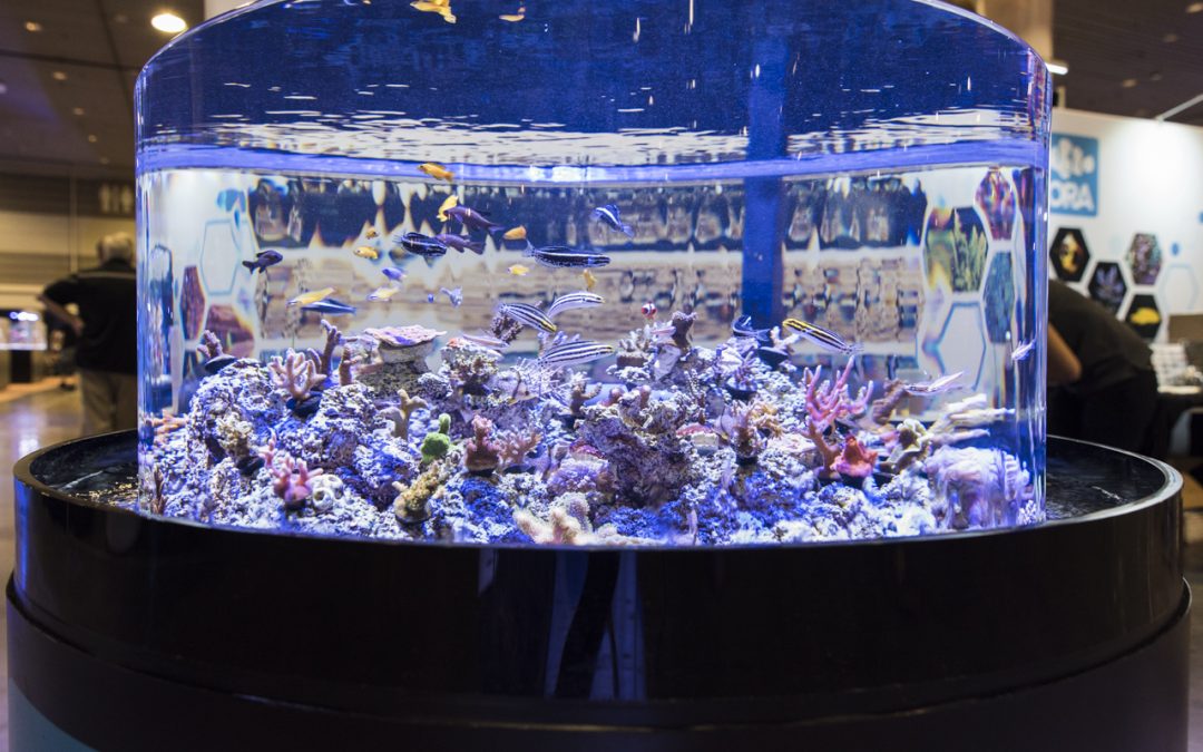 MACNA 2017: ORA display tanks