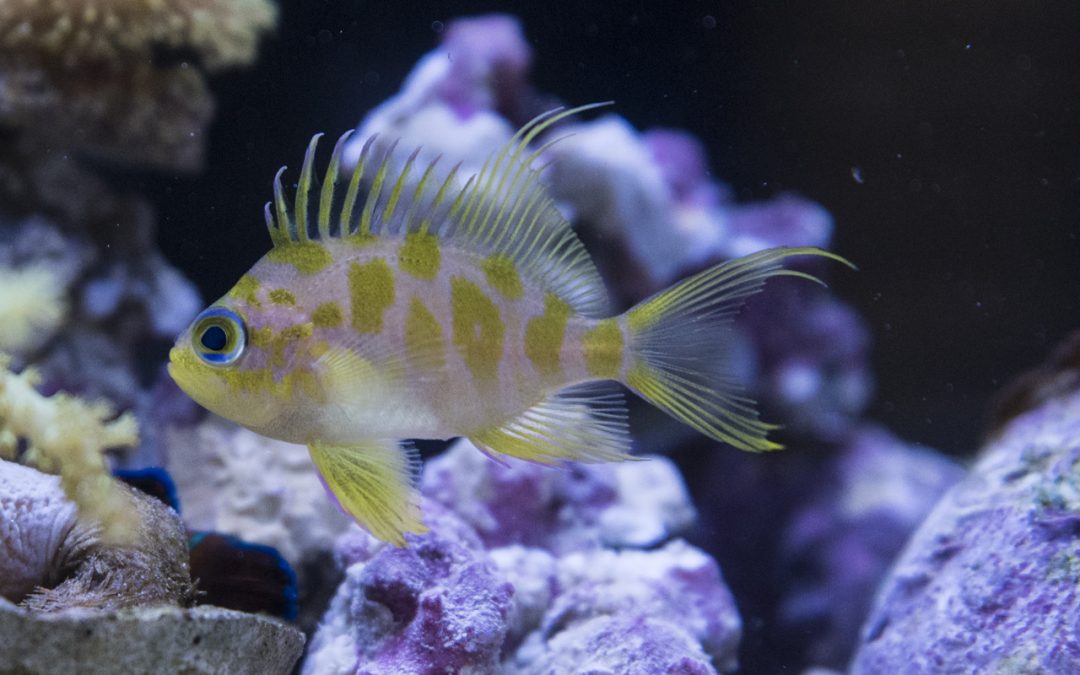 MACNA 2017: Biota Aquariums Captive Bred Borbonius Anthias (Odontanthias borbonius)