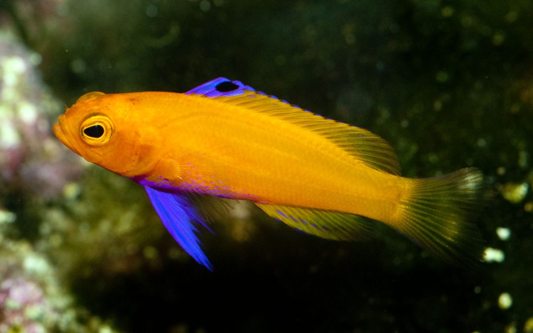 Rare captive-bred basslets headed for public display