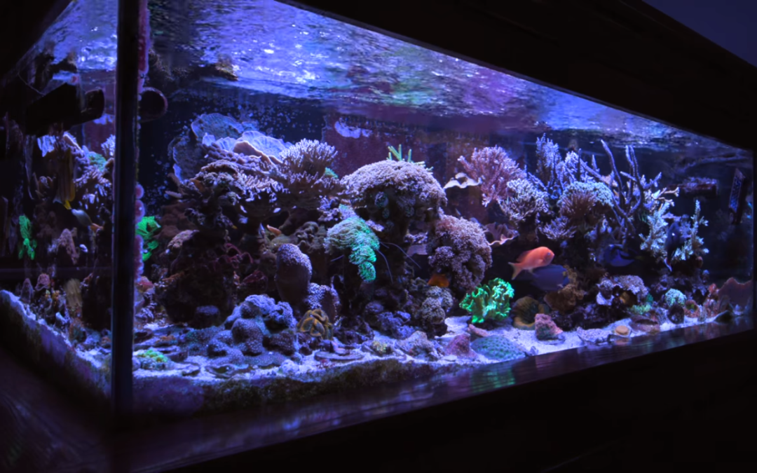 Tank Tour: Mike Shur’s 280 Gallon Reef