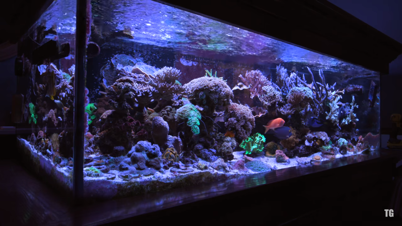 tidal gardens reef tank