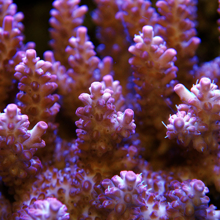 Let’s talk corals : Acropora