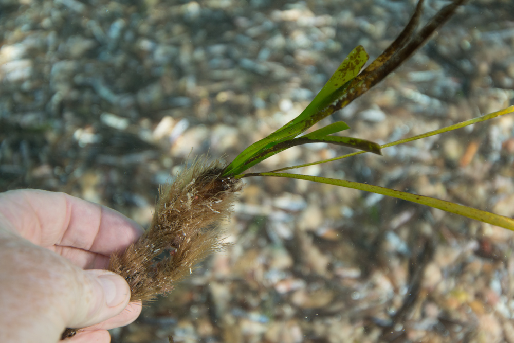 seagrass