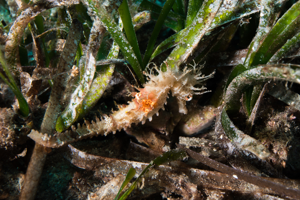 seahorse, seagrass