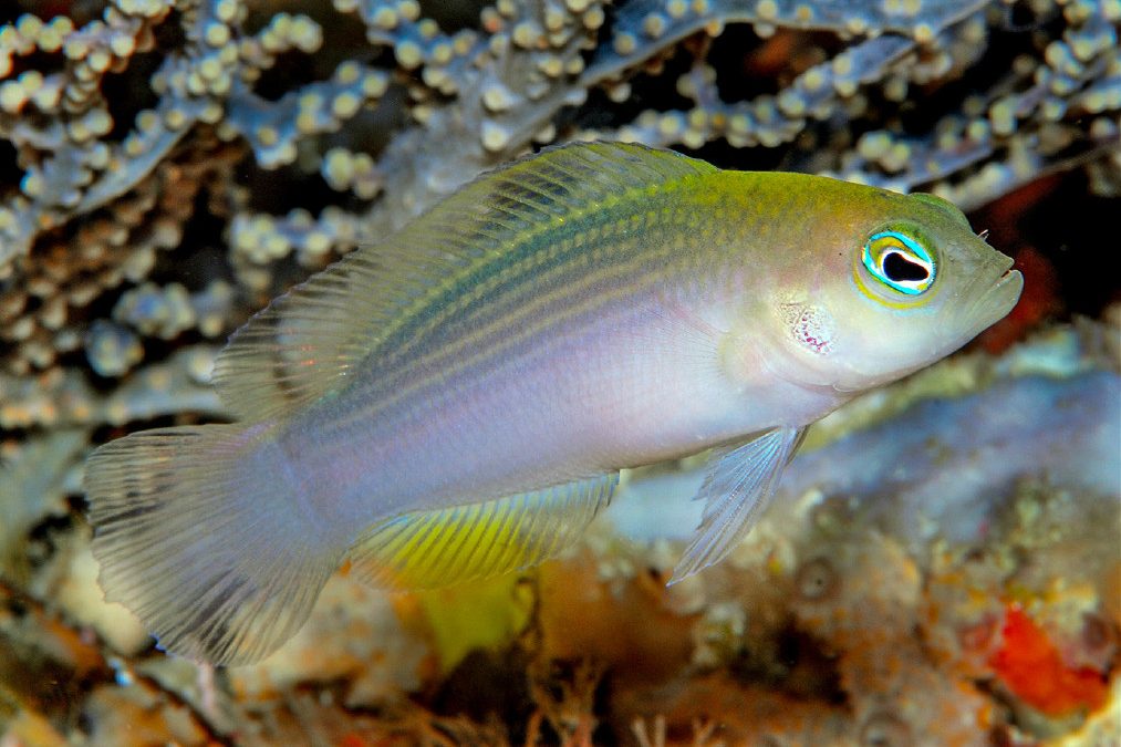 Pseudochromis stellatus, A New Deepwater Dottyback From Raja Ampat