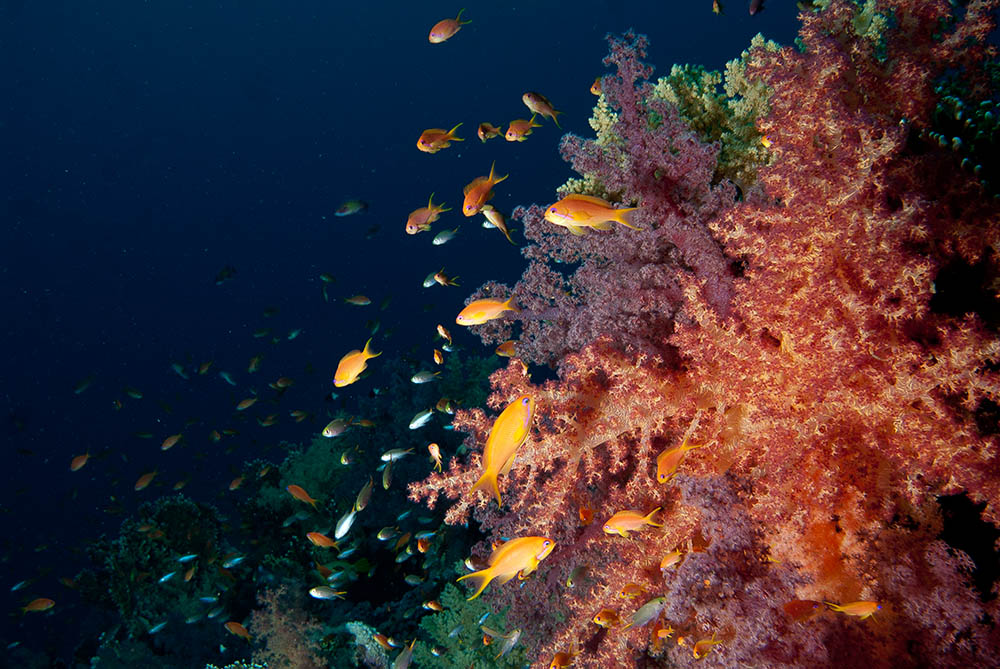 anthias, reef, coral