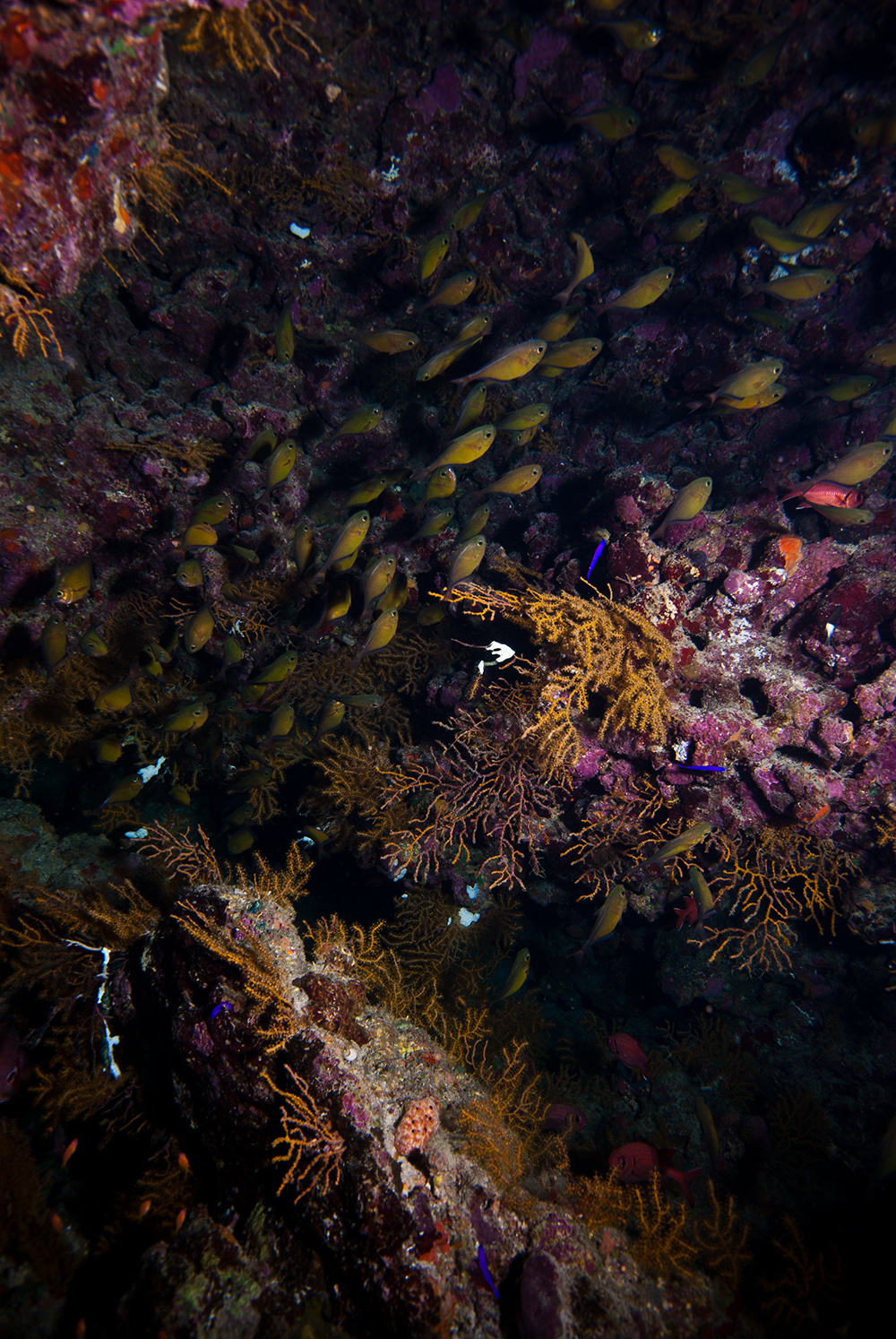 Pempheris Schwenkii, coral