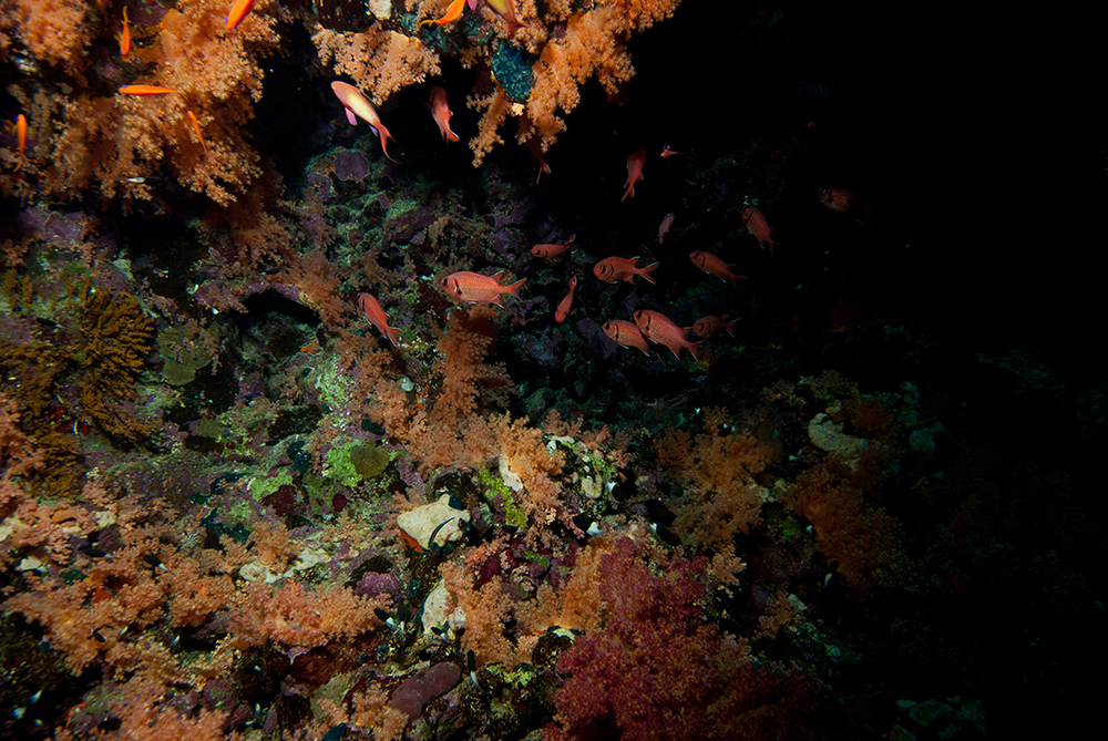 anthias, coral, shipwreck