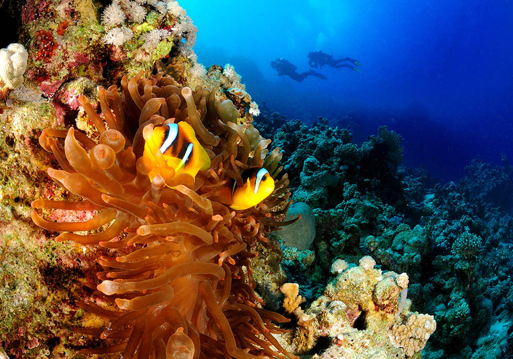 clown fish, anemone, divers