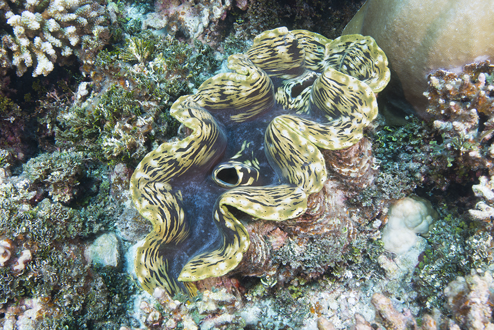 Tridacnid clam