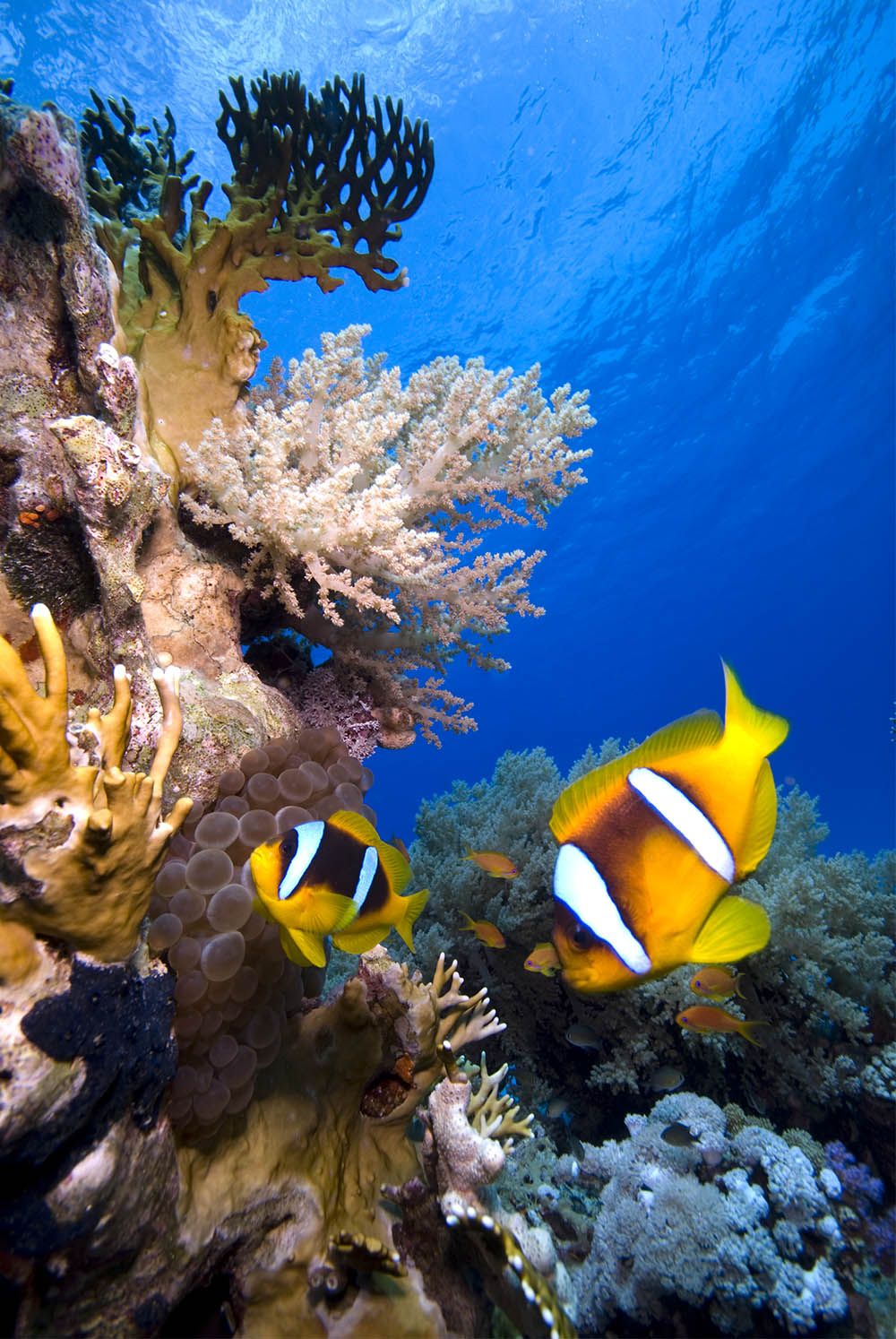 clown fish, anemone, reef