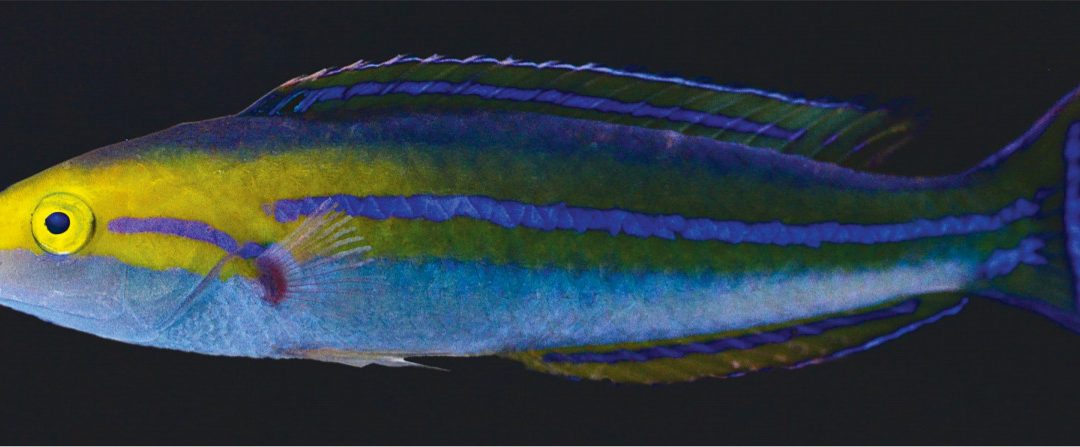Two New Species Of Pencil Wrasses (Pseudojuloides)