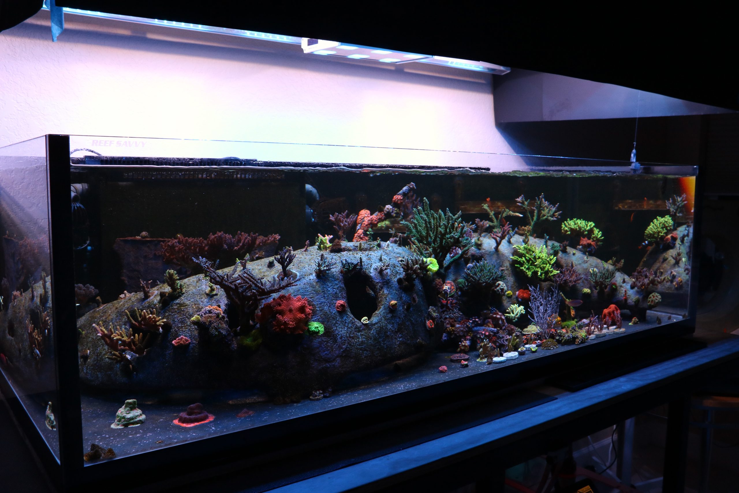 Reefs.com Tank feature: Rogger Castells’ 265g SPS dominant reef tank