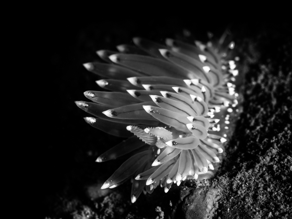 Janolus cristatus, anemone
