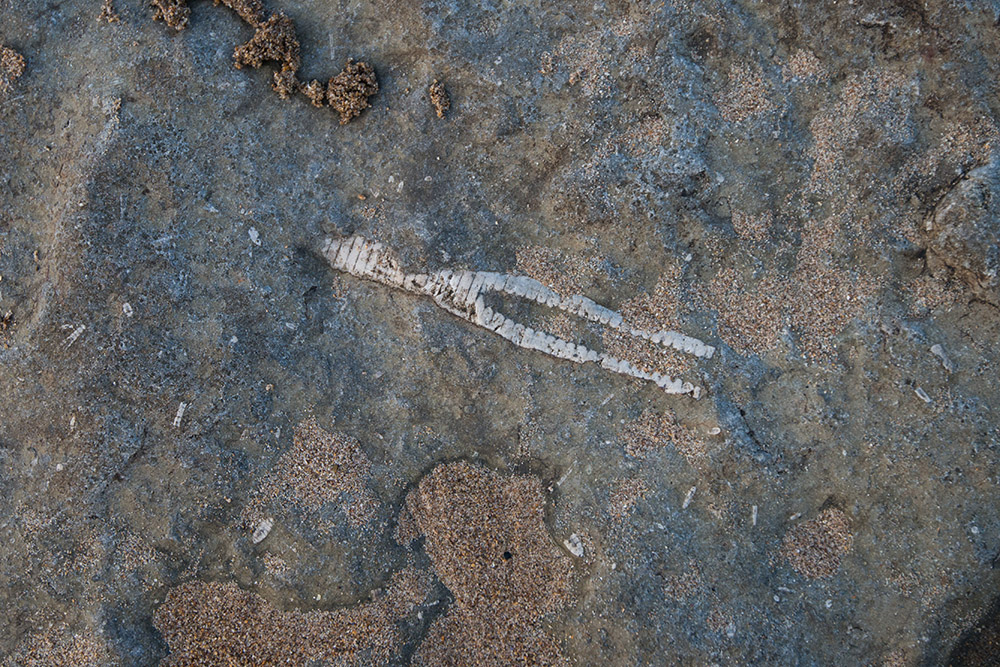 Fossil Sea Lillies on cold UK shores