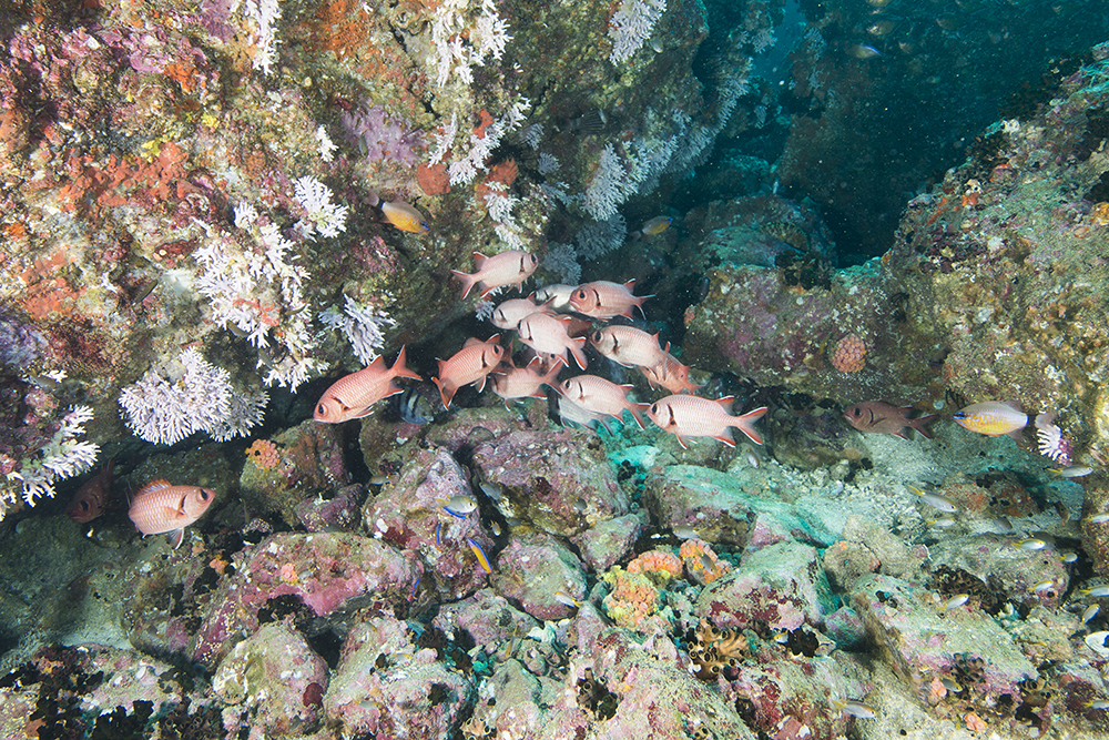 dottyback, soldierfish