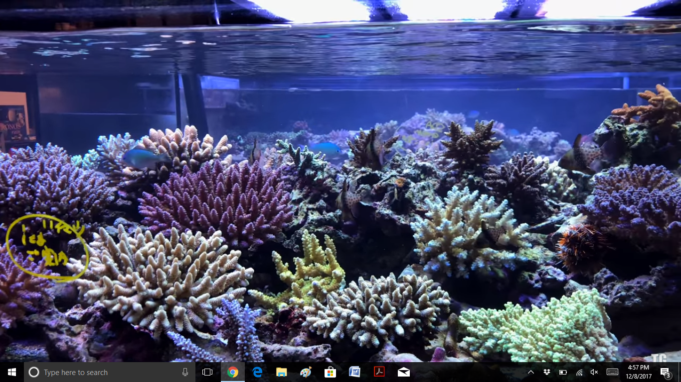 reef tank