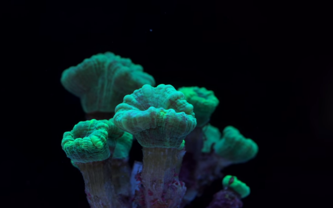 Candy Cane Coral (Caulastrea furcata) – Care Tips for this Beginner-friendly LPS