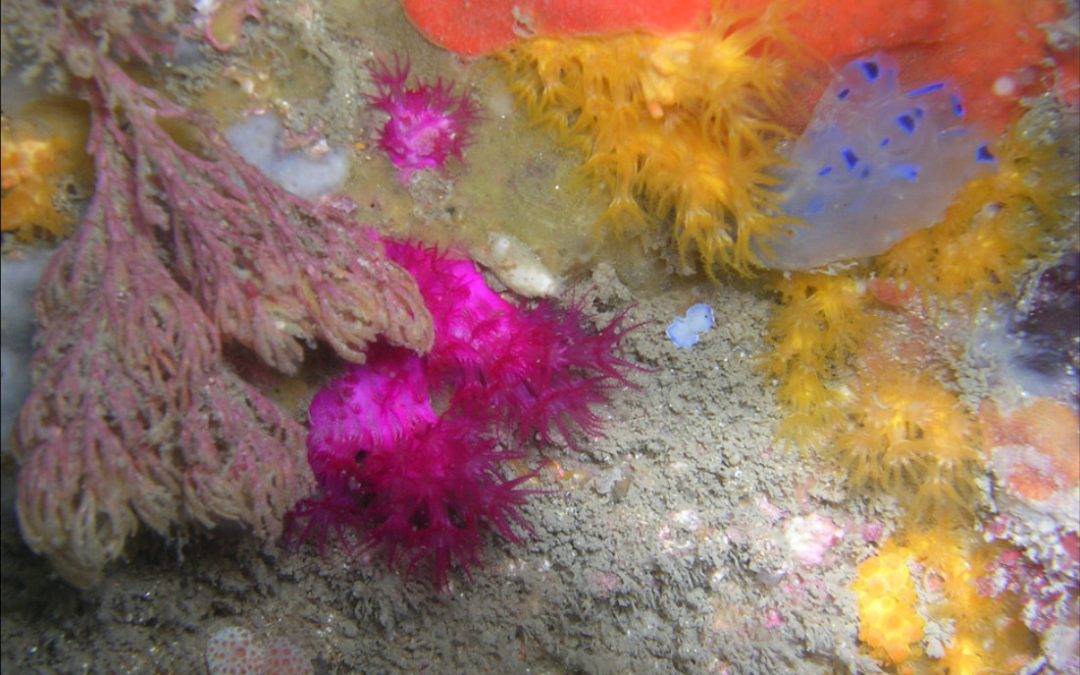 Three New FAMILIES Of Soft Corals From South Africa!