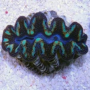 Reefs.com: All About Clams!