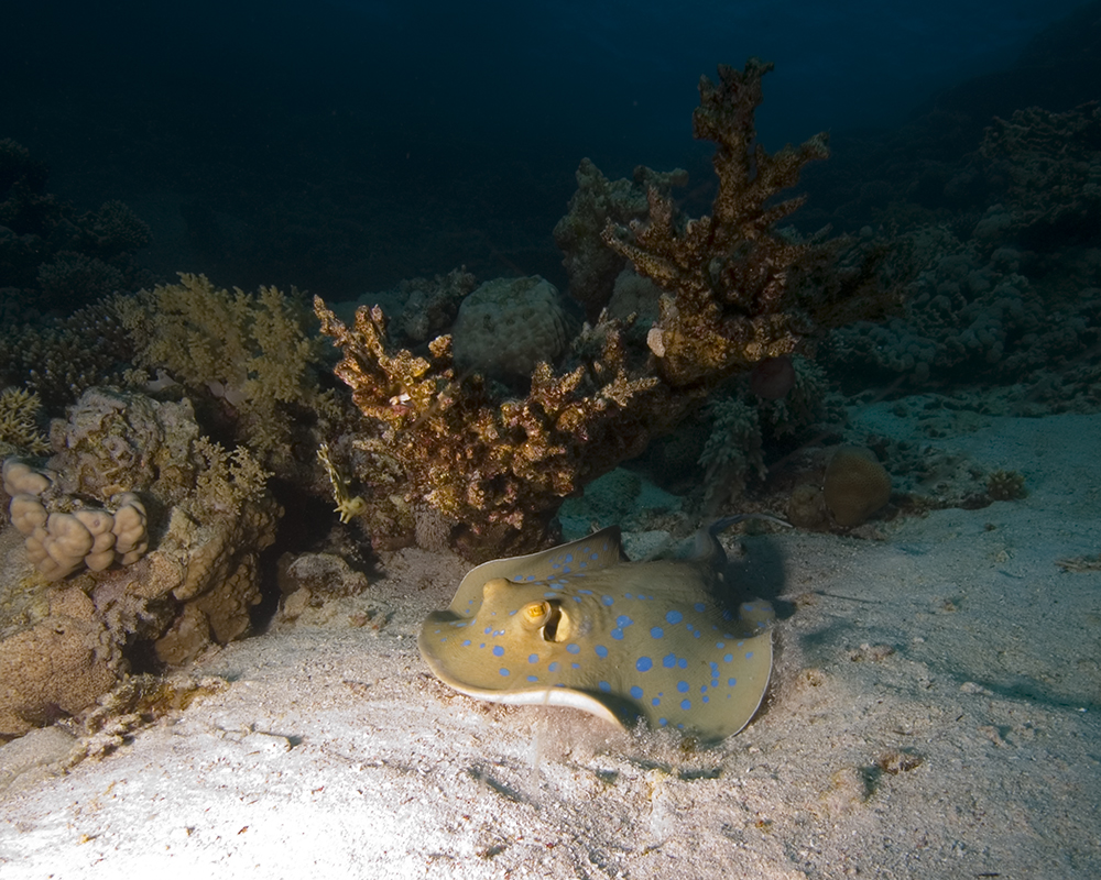 bluespotted ribbontail ray