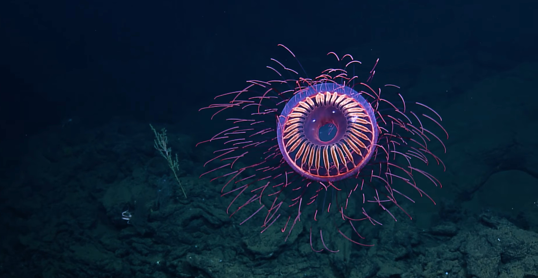 Monday Archives: A Fireworks Jelly (Halitrephes) To Ring In The New Year