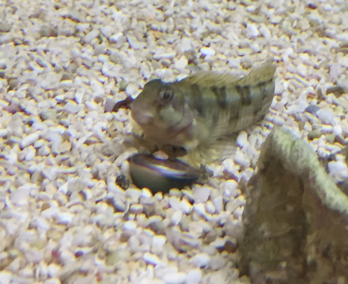 A Functional Blenny- The Captive Bred Molly Miller Blenny