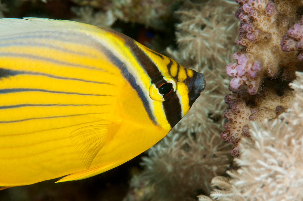 exquisite butterflyfish