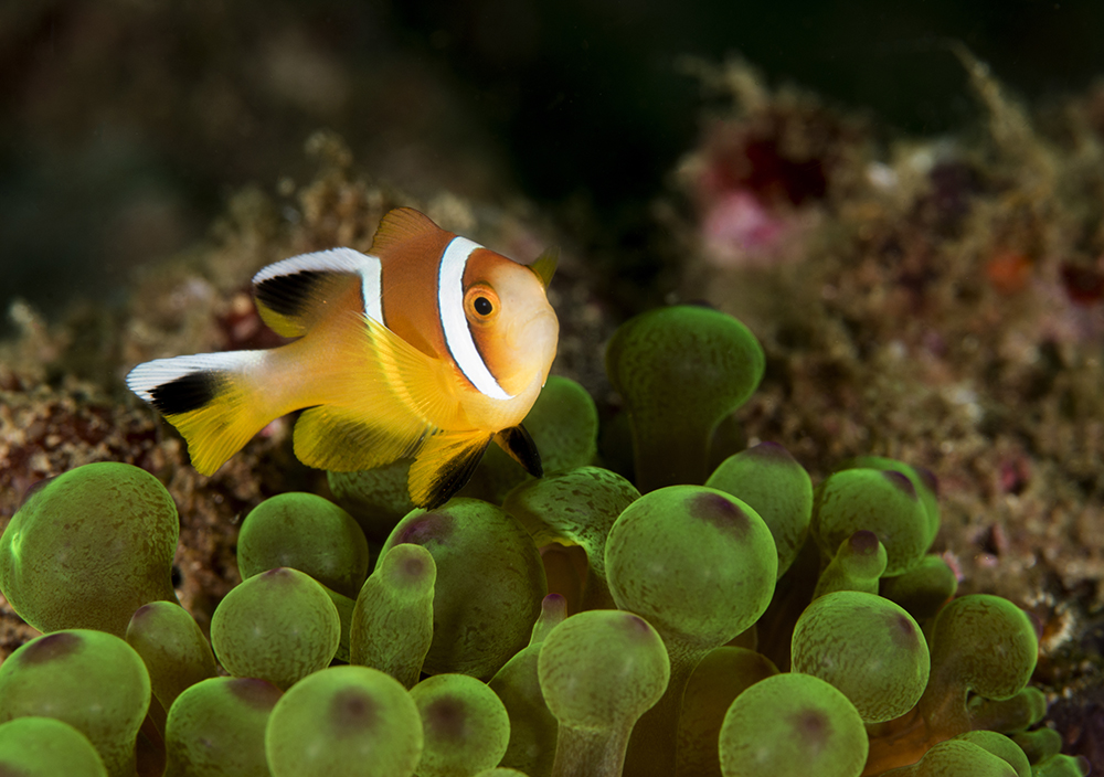 anemonefish, clownfish
