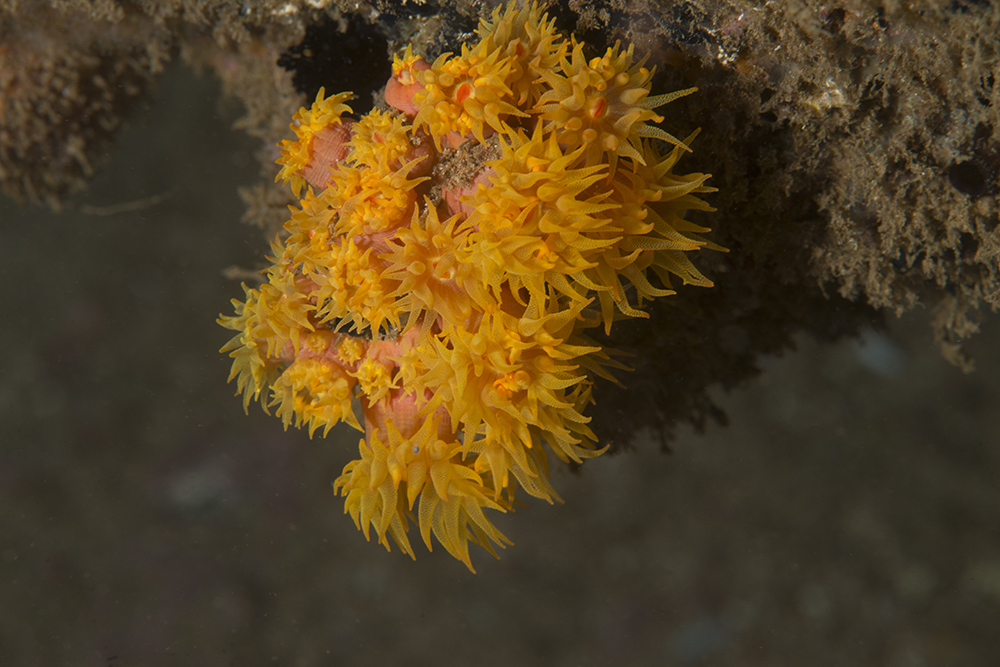 orange cup coral, Tubastraea