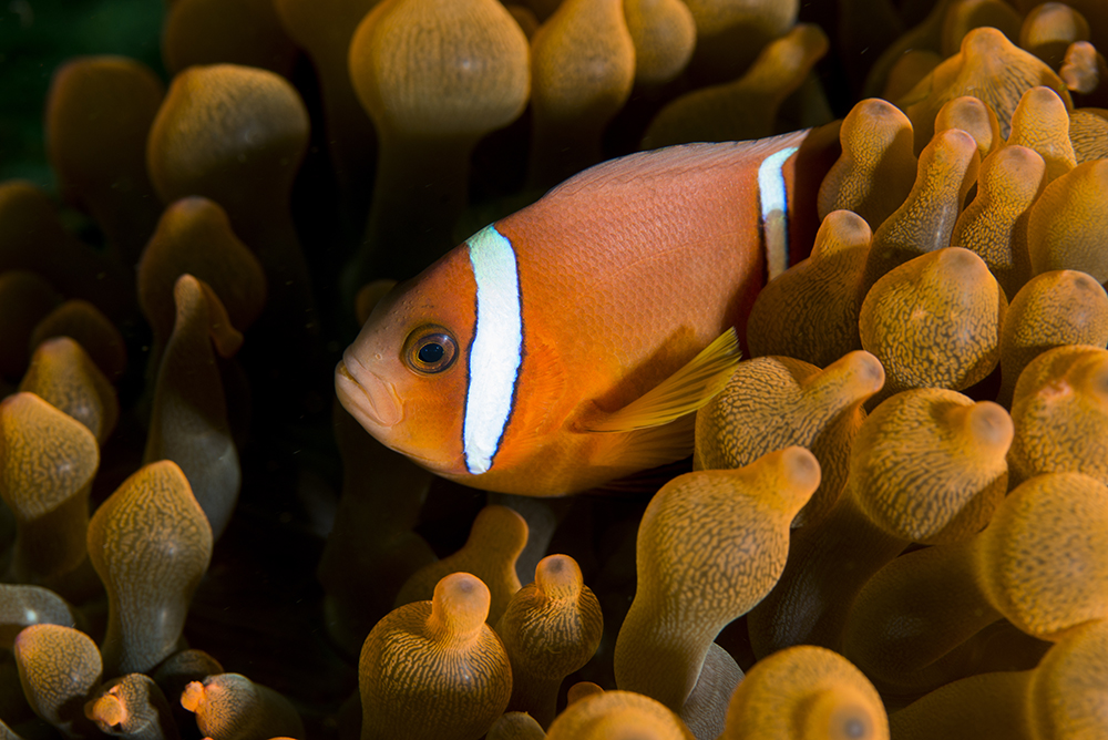 Monday Archives: Amphiprion omanensis in the Wild