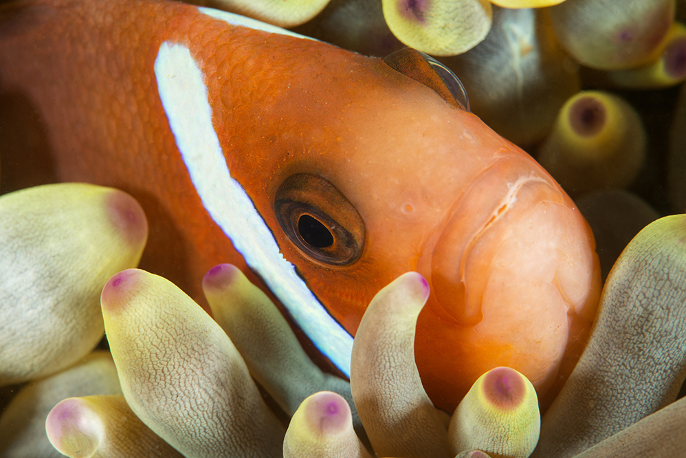 clownfish, Amphiprion omanensis
