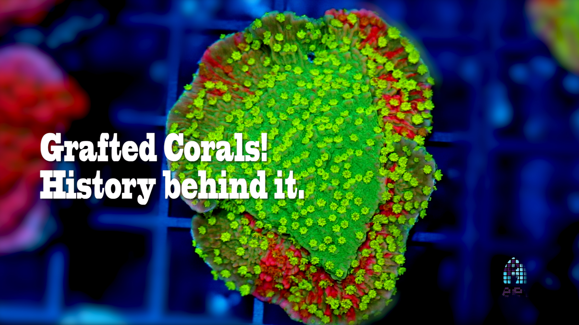Reefs.com Exclusive:  Learning about Coral Grafting with WWC
