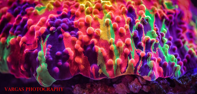 Reefs.com Coral Series: Discosoma Mushrooms