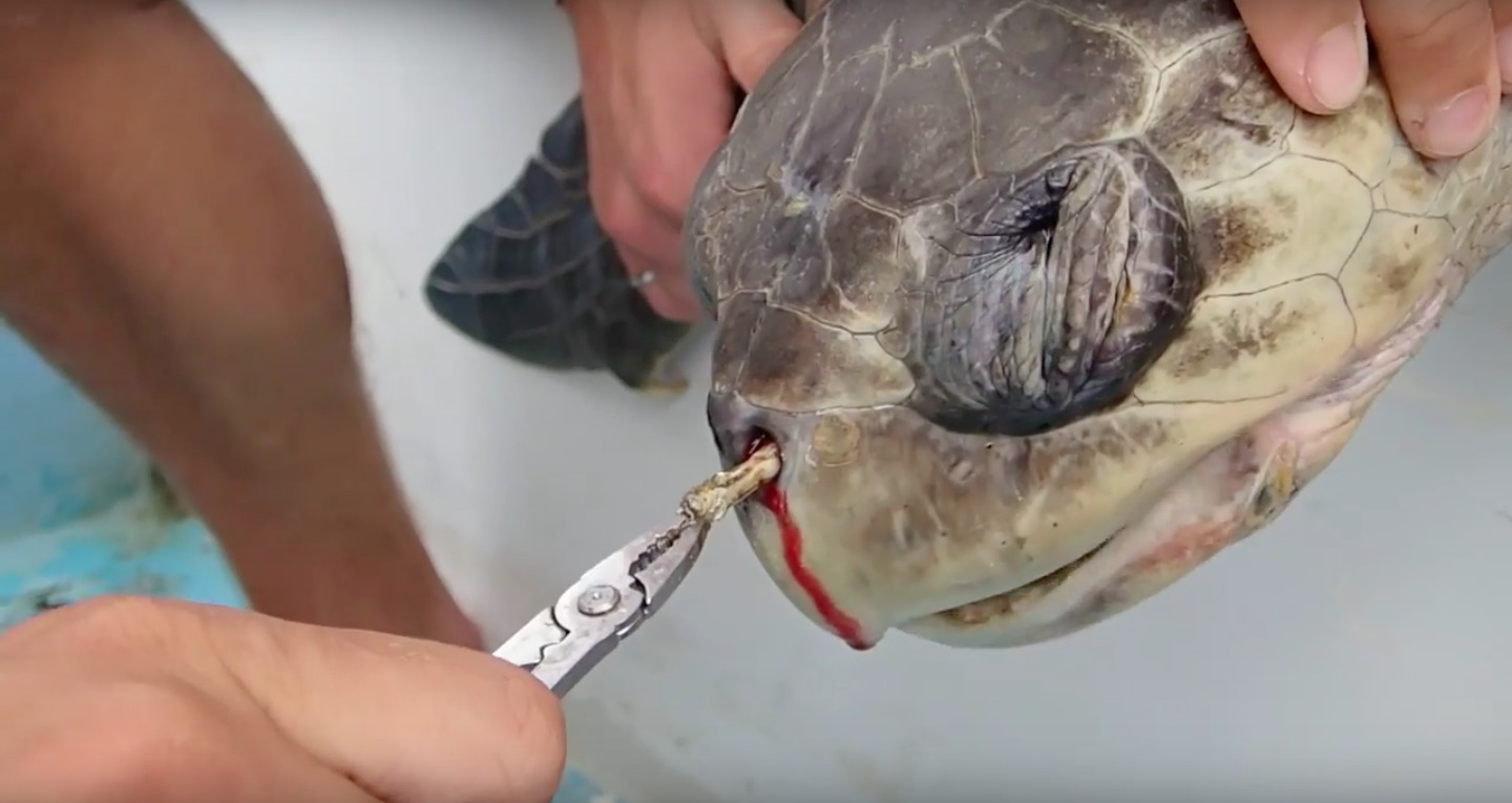 sea turtle plastic straw